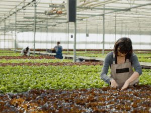 Refrigerated Shipping Container for agricultural industry